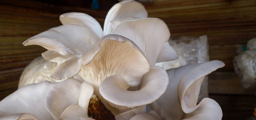 Mushrooms ready to sell in a market in Rhino Camp. Photo: Richard Maliamungu